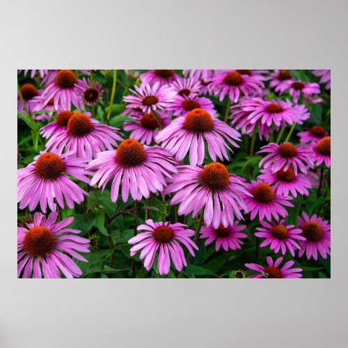 Flowers  Pink Coneflower Garden Poster