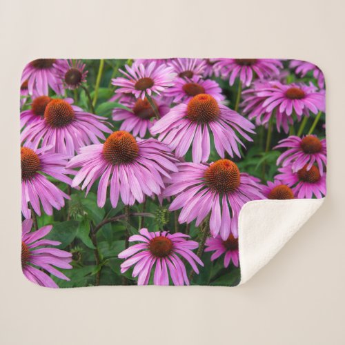 Flowers  Pink Coneflower Garden Sherpa Blanket