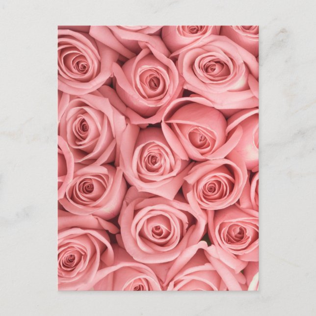 Flowers | Pink Roses Postcard (Front)