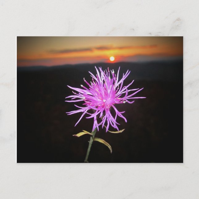 flowers postcard (Front)