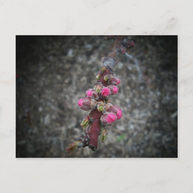 flowers postcard (Front)