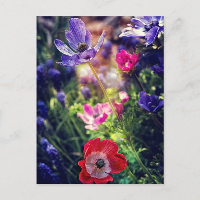 Flowers Postcard (Front)
