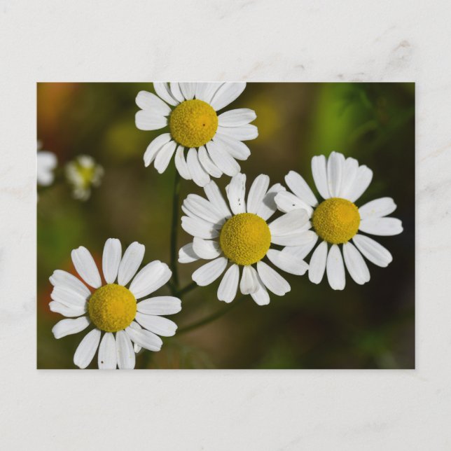 Flowers Postcard (Front)