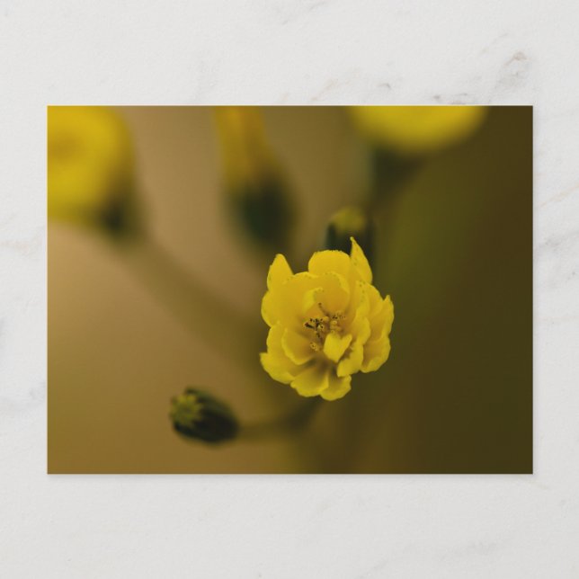 Flowers Postcard (Front)