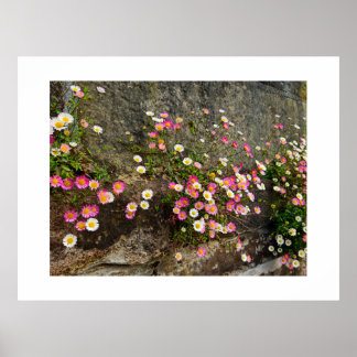 Flowers poster