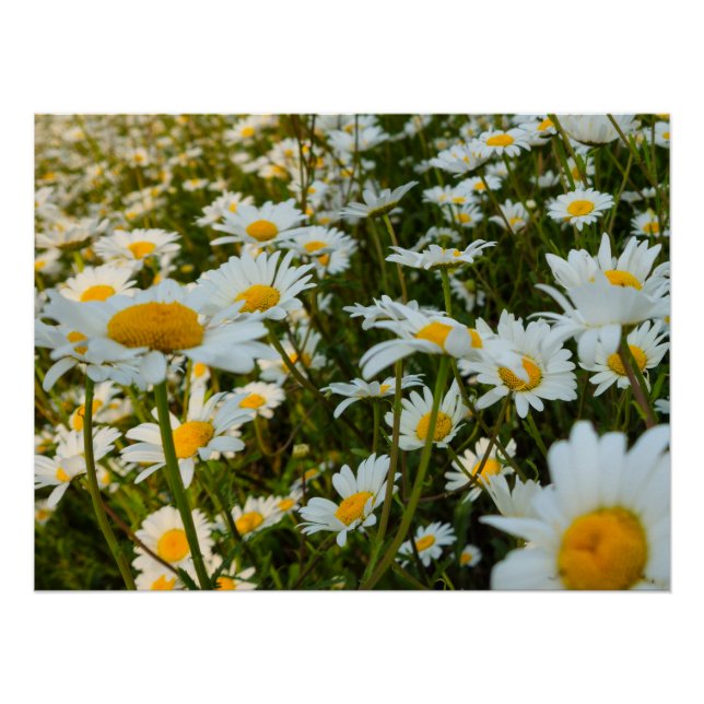 Flowers Poster (Front)