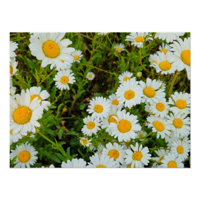 Flowers Poster (Front)