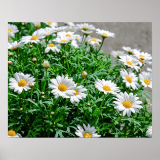 Flowers Poster