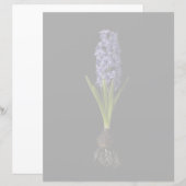 Flowers | Purple Hyacinth Bulb (Front/Back)