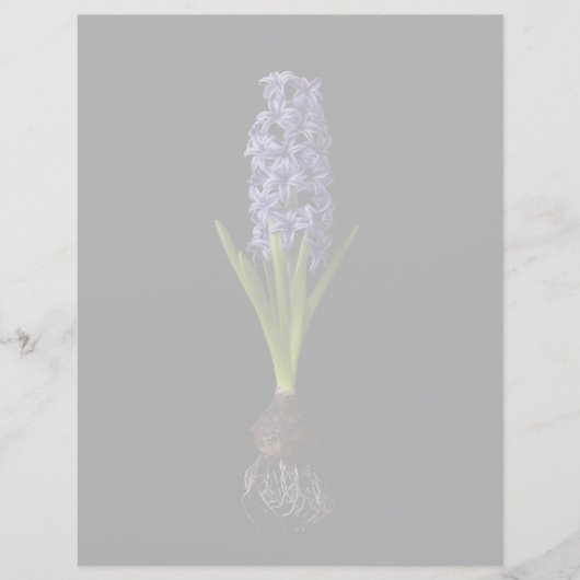 Flowers | Purple Hyacinth Bulb (Front)