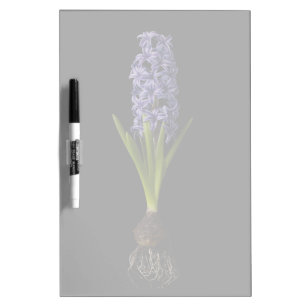 Flowers Purple Hyacinth Bulb Dry Erase Board