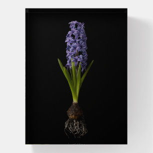 Flowers   Purple Hyacinth Bulb Paperweight