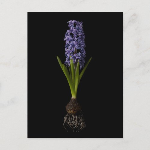 Flowers  Purple Hyacinth Bulb Postcard