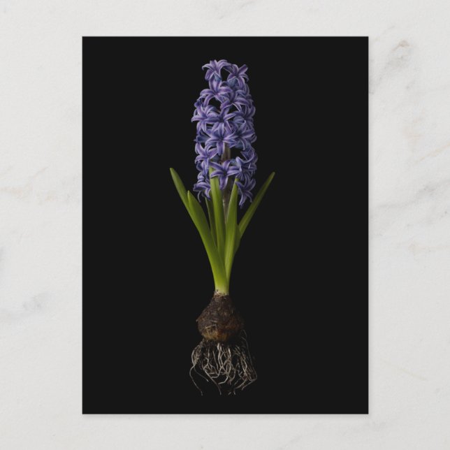 Flowers | Purple Hyacinth Bulb Postcard (Front)