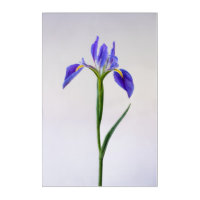 Flowers | Purple Iris Flower