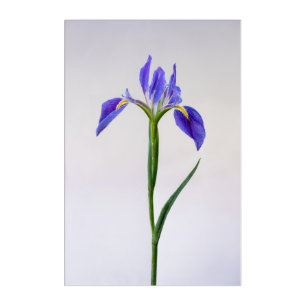 Flowers Purple Iris Flower Acrylic Print