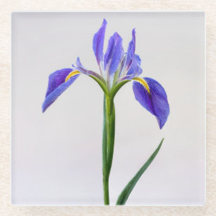 Flowers Purple Iris Flower Glass Coaster