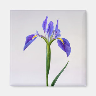 Flowers Purple Iris Flower Magnet