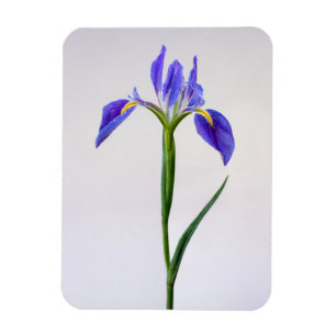 Flowers Purple Iris Flower Magnet