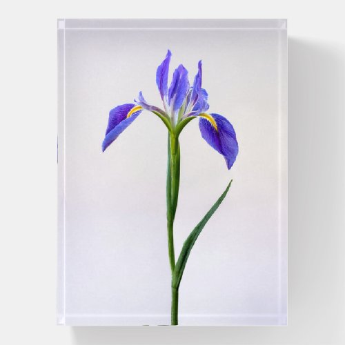 Flowers  Purple Iris Flower Paperweight