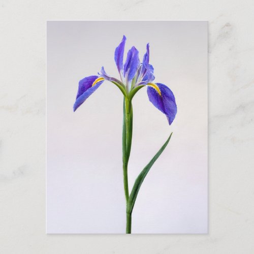 Flowers  Purple Iris Flower Postcard