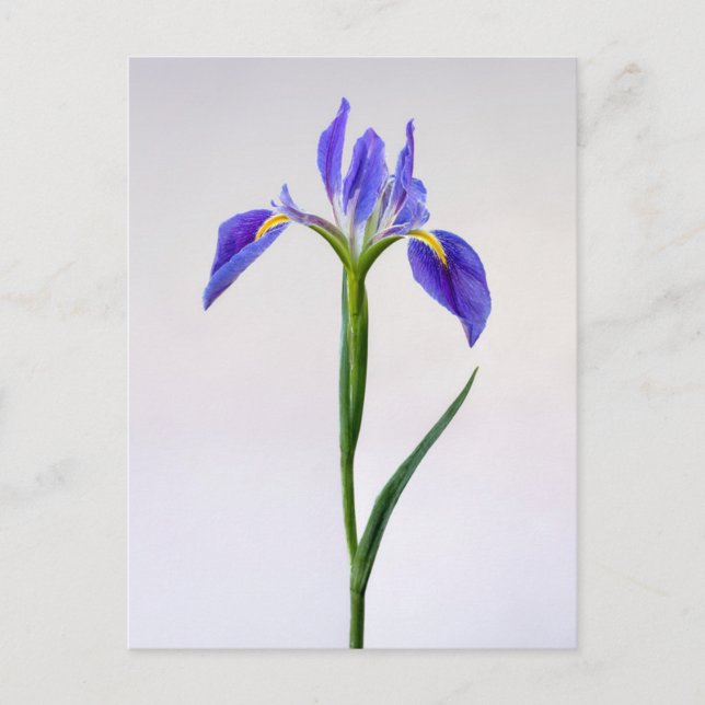 Flowers | Purple Iris Flower Postcard (Front)