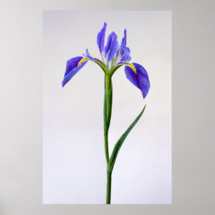 Flowers Purple Iris Flower Poster
