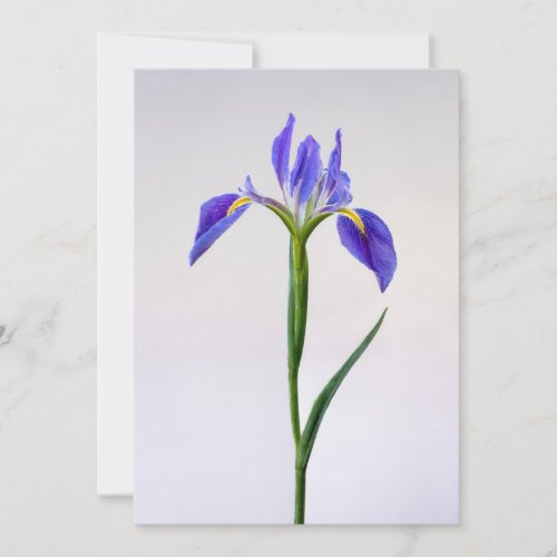Flowers  Purple Iris Flower Thank You Card