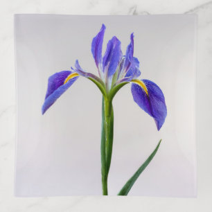 Flowers Purple Iris Flower Trinket Tray