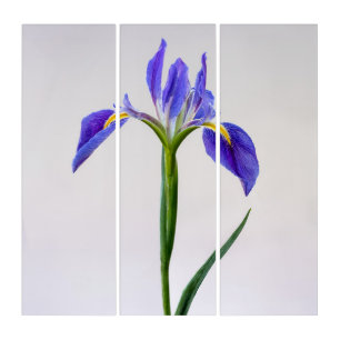 Flowers   Purple Iris Flower Triptych