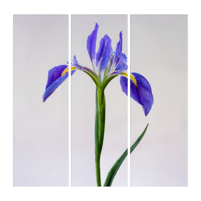 Flowers | Purple Iris Flower Triptych (Front)