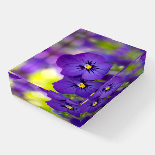 Flowers Purple Pansies Paperweight