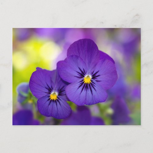 Flowers  Purple Pansies Postcard