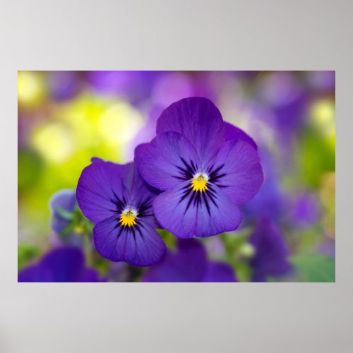 Flowers  Purple Pansies Poster