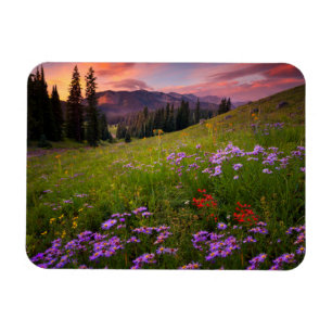 Flowers Purple Wildflowers Colorado Magnet