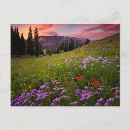 Flowers  Purple Wildflowers Colorado Postcard