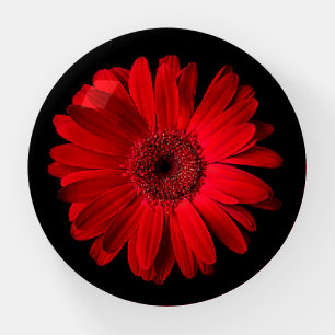 Flowers Red Gerbera Daisy Paperweight