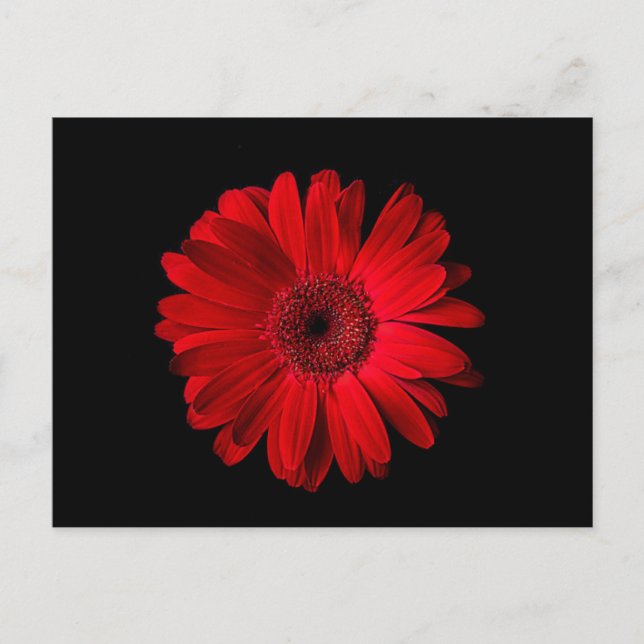 Flowers | Red Gerbera Daisy Postcard (Front)