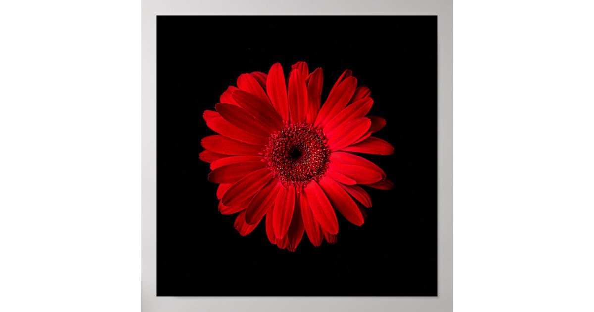 Flowers | Red Gerbera Daisy Poster | Zazzle