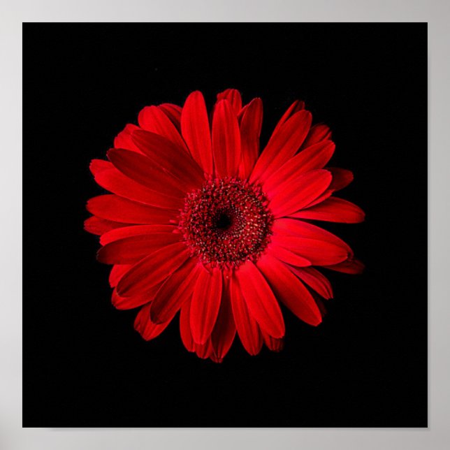 Flowers | Red Gerbera Daisy Poster (Front)