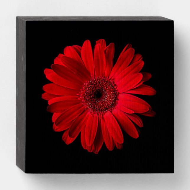 Flowers | Red Gerbera Daisy Wooden Box Sign (Front Horizontal)