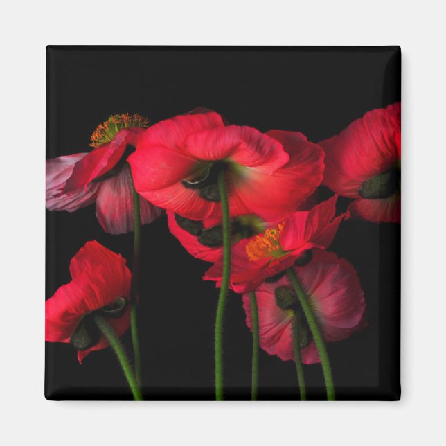 Flowers | Red Poppies Magnet (Front)