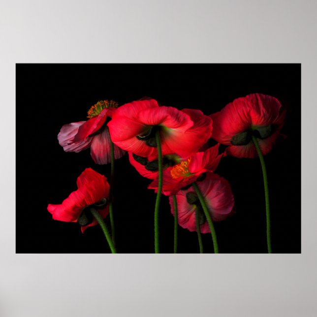 Flowers | Red Poppies Poster (Front)