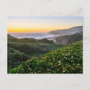 Flowers Santa Cruz California Postcard