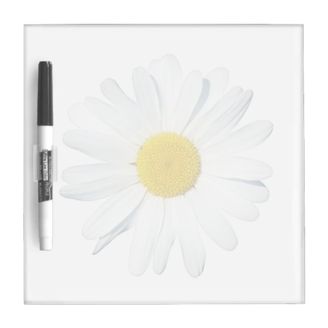 Flowers | Single Daisy Dry Erase Board (Front)