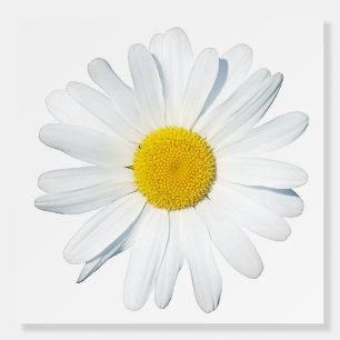 Flowers Single Daisy Foam Board