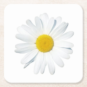 Flowers   Single Daisy Square Paper Coaster