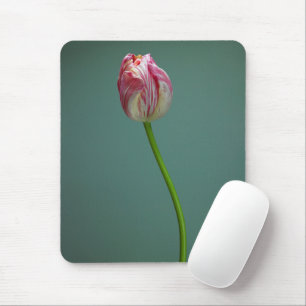 Flowers   Single Tulip Flower Mouse Pad
