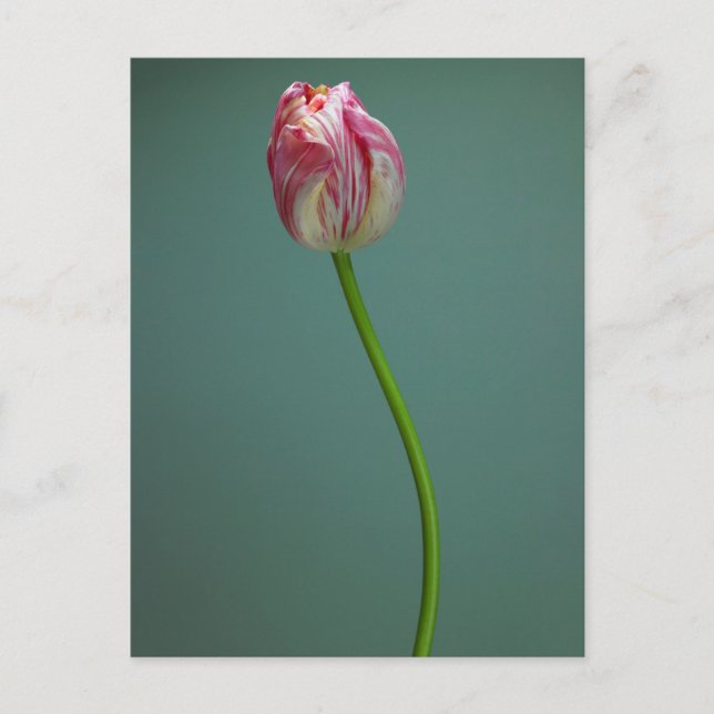 Flowers | Single Tulip Flower Postcard (Front)