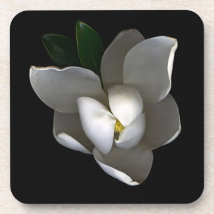 Flowers   Single White Magnolia Blossom Beverage Coaster